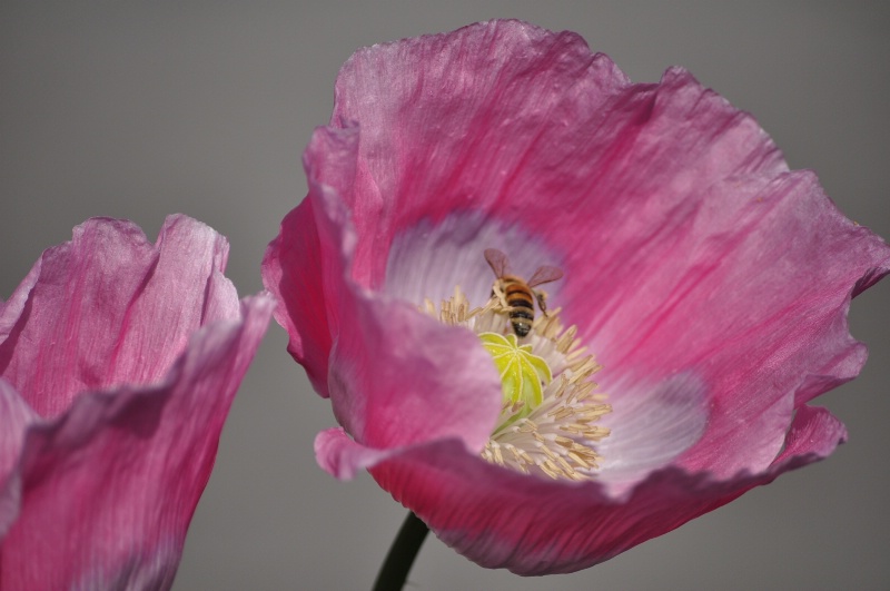 Flower and Bee