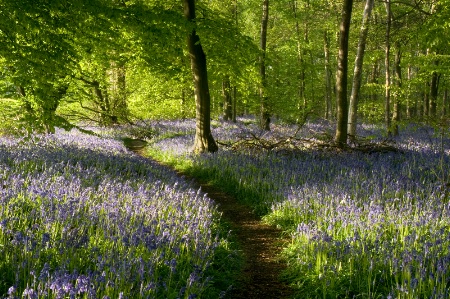 Bluebell Time Again