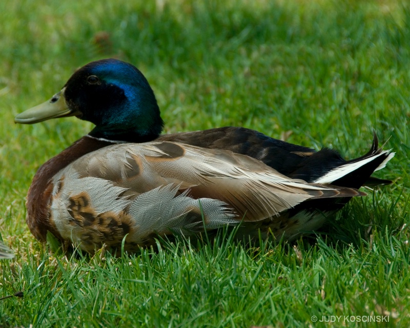 duck focal length