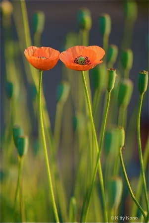 Poppies in Love in Aoyama Cemetery - Tokyo
