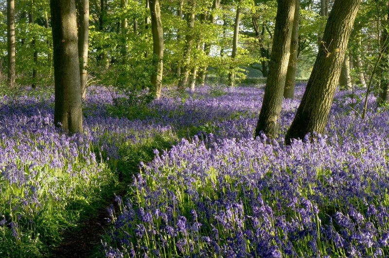 Bluebell Time in England