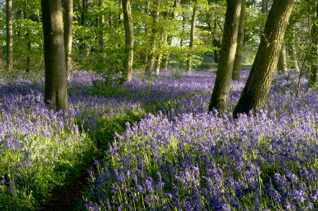 Bluebell Time in England