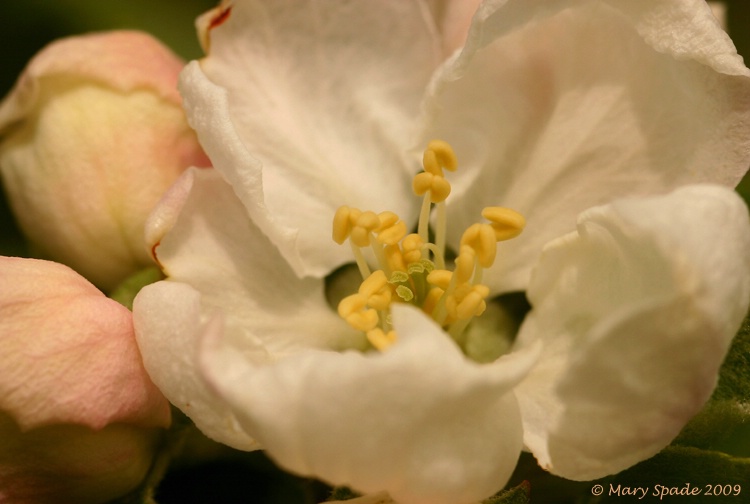 Apple Blossom