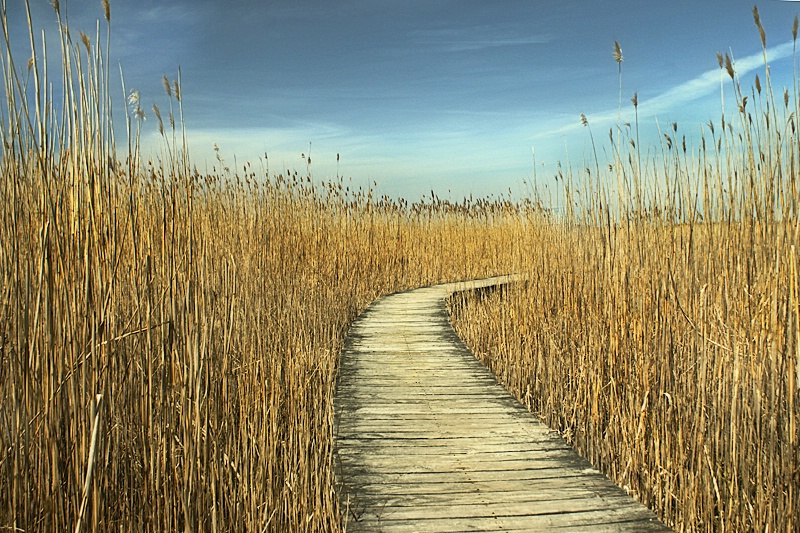 Walking the Marsh...Plum Island - ID: 8262255 © Laurie Daily