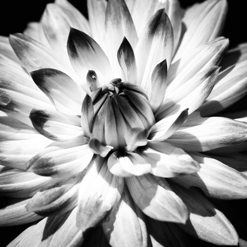 b w dahlia 2  - ID: 8263127 © Earl H. English