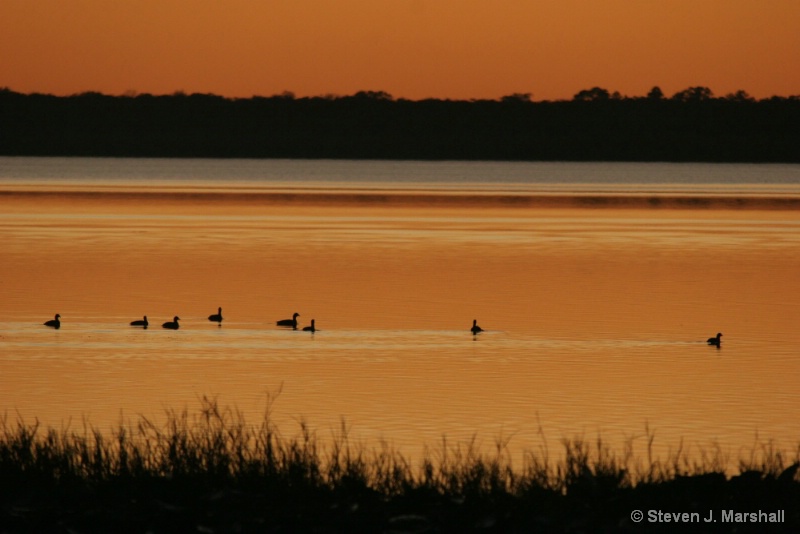 ducks and sunset