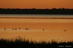 ducks and sunset