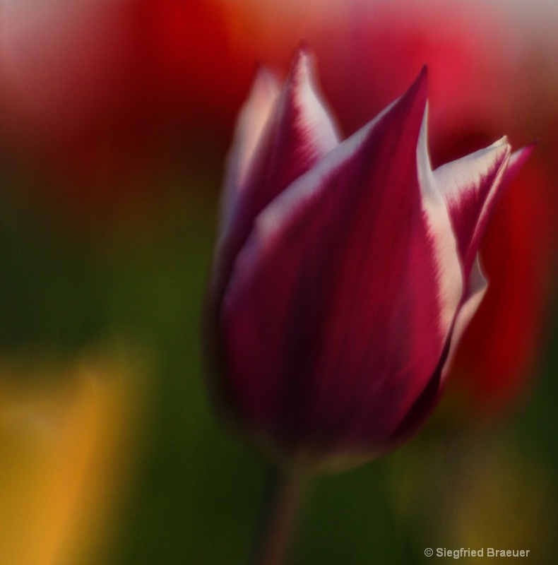 Tulip - Lensbaby