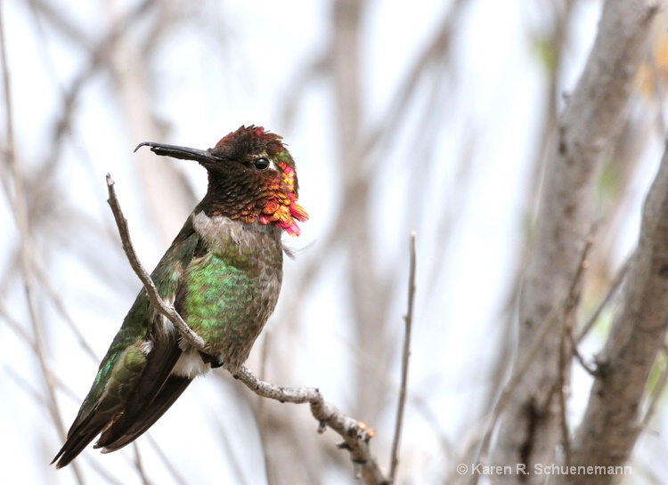 Hummingbird Poser