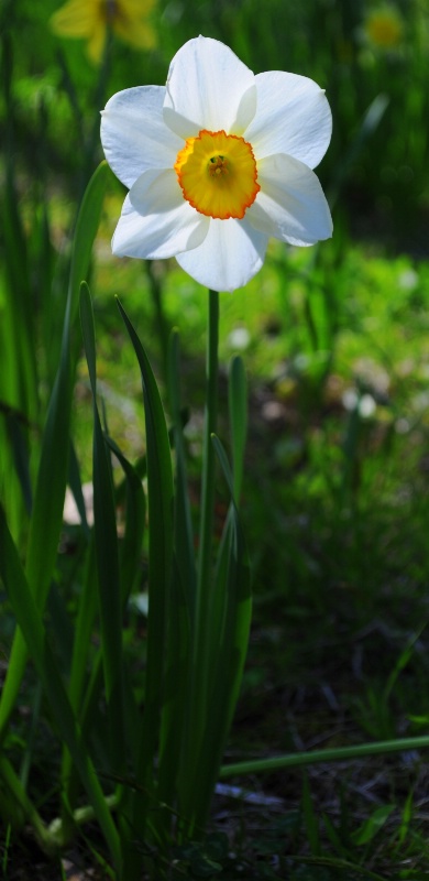 Sunlit Daffodil