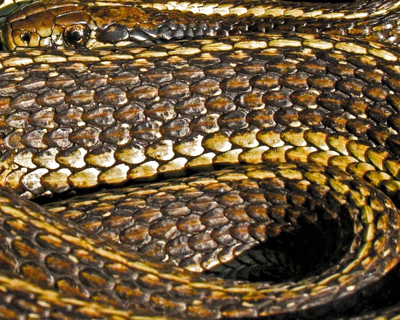 Scales...