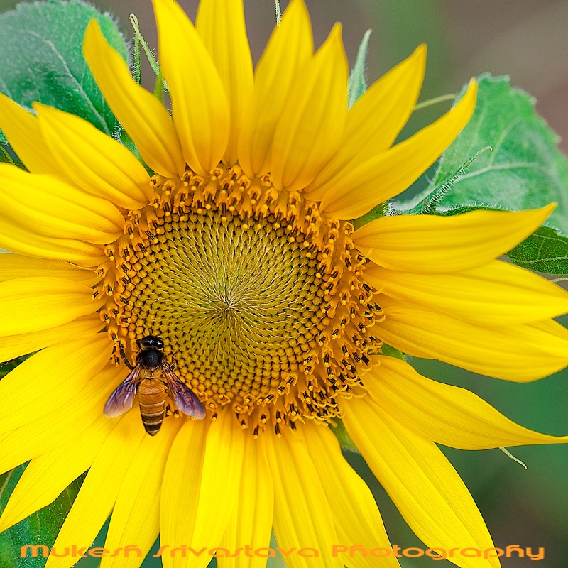 Sunflower and the Honey Bee