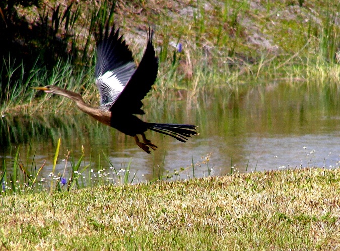 Anhinga 20