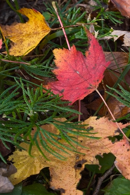 Autumn blends - ID: 8268837 © Jeff Gwynne