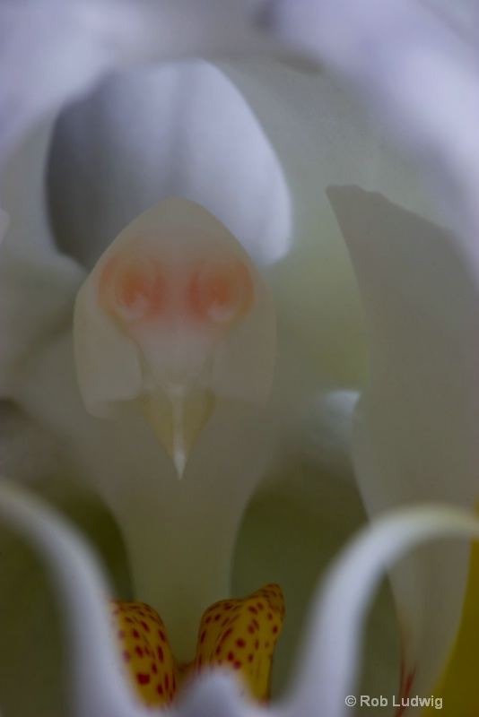 Orchid Unfolds