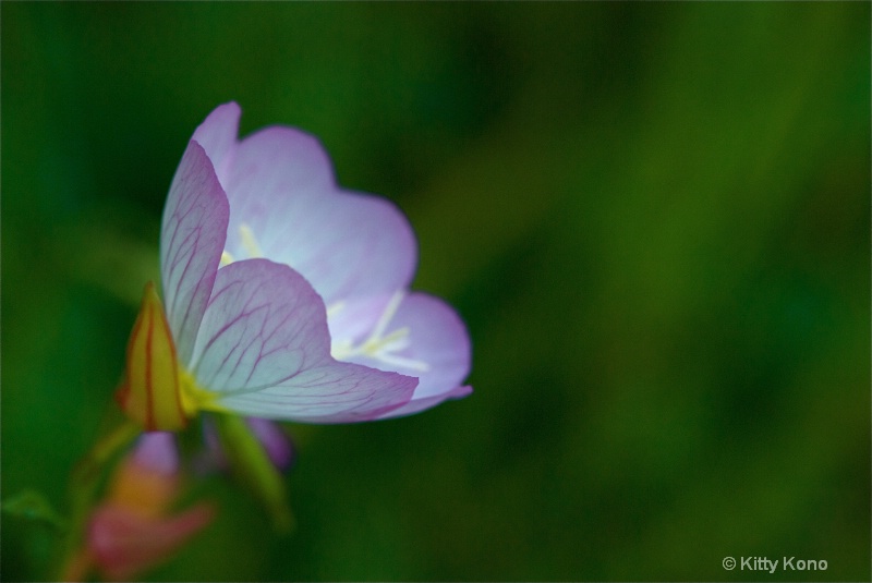 Pink Wild Flower in Aoyama Cemetery - Tokyo - ID: 8270848 © Kitty R. Kono