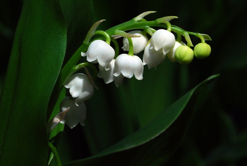 Lily of the Valley