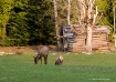 Grazing Elk
