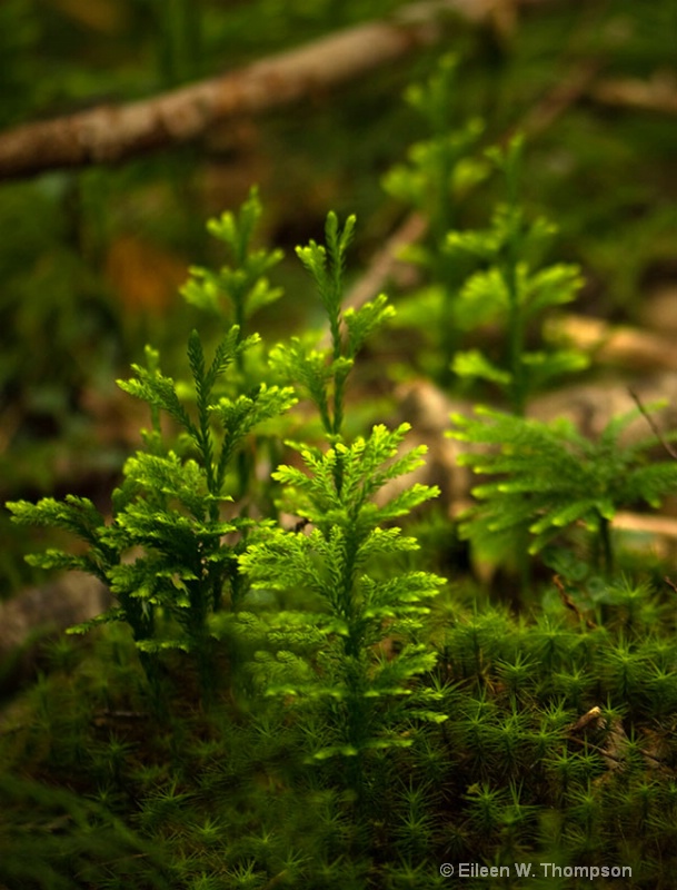 Mini Pine Trees