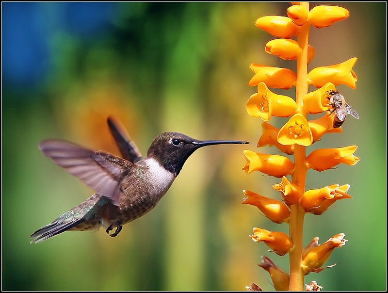 The hummingbird and the bee