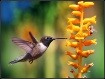 The hummingbird a...