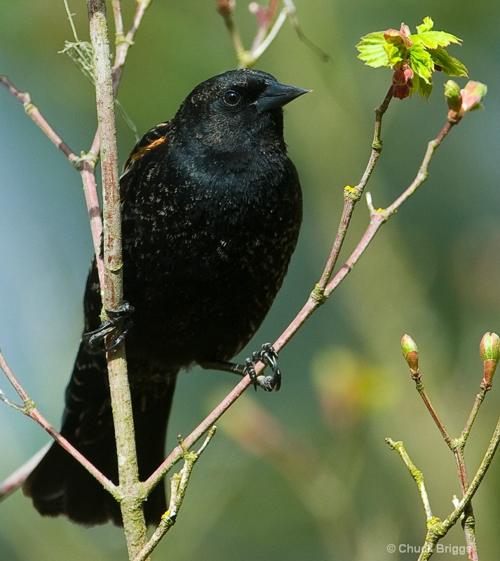 Juvenile Red-Wing Blackbird