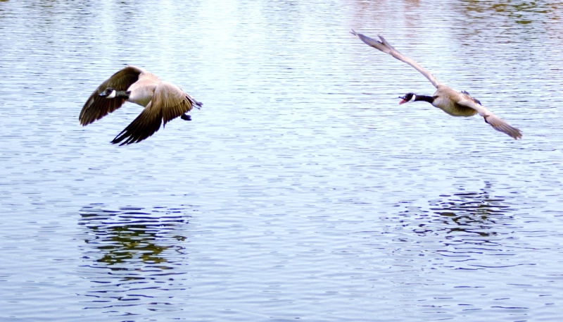 Geese in FLight