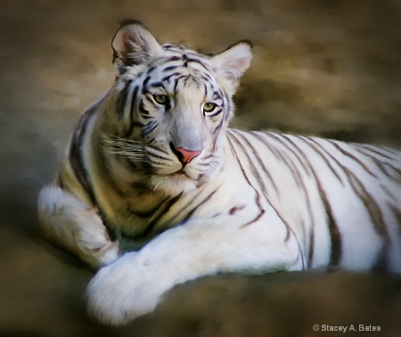 White Tiger