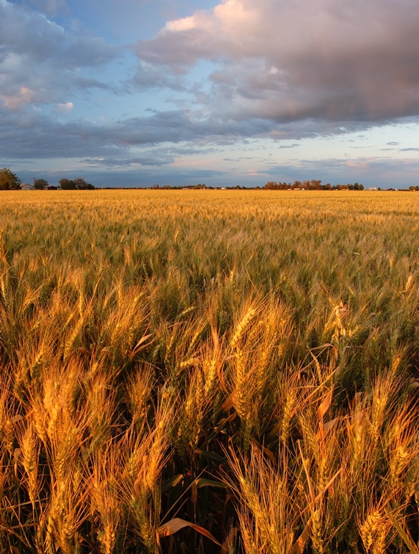 Field of Dreams