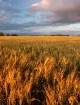 Field of Dreams
