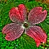© Elliot Barnathan PhotoID# 8280551: Pink Dogwood Blossom