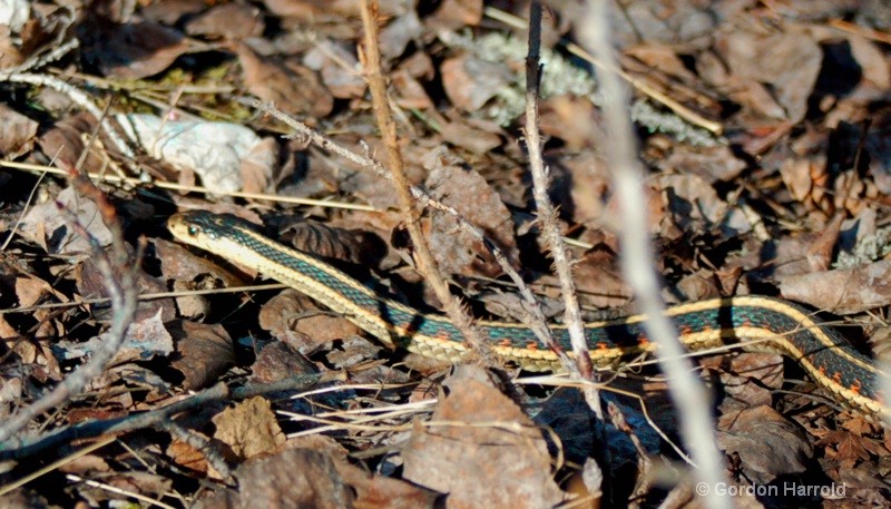 Northern Garter