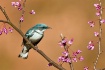 Cerulean Warbler