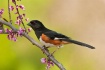 Eastern Towhee II