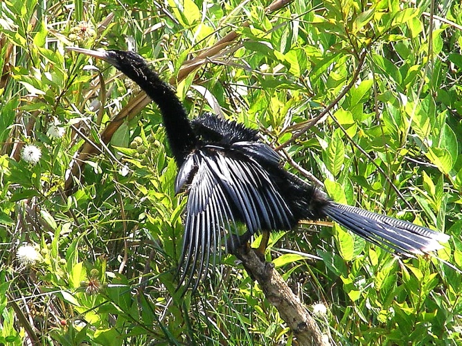 Anhinga 21