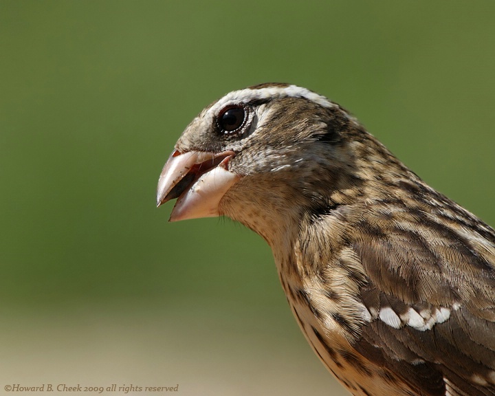  Rose-breasted Grosbeak (female) 