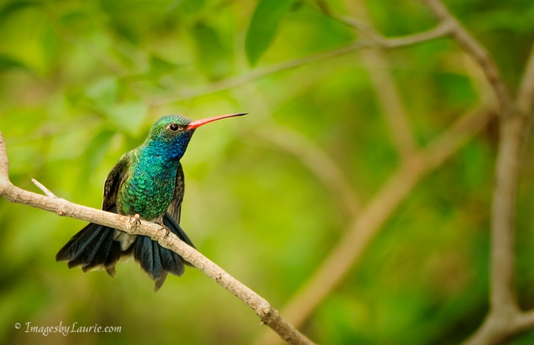 Beauty on a Branch