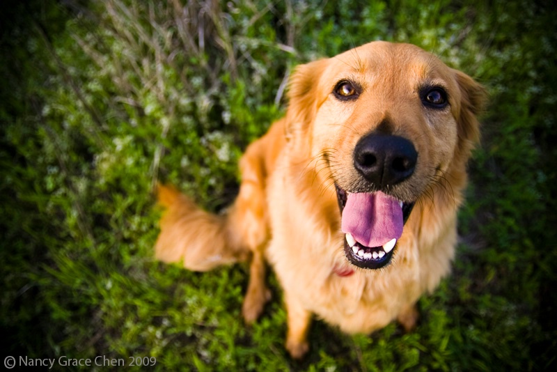 happy Rosy