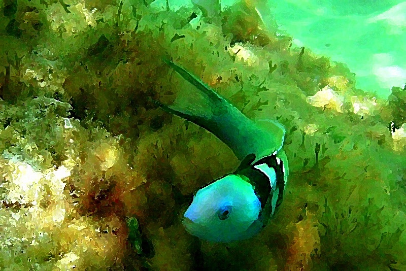 Blue Bahama Fish