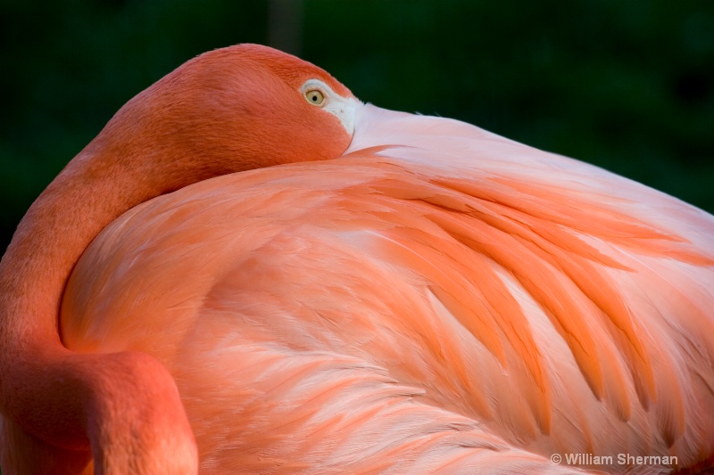 Pink Flamingo -- Watching