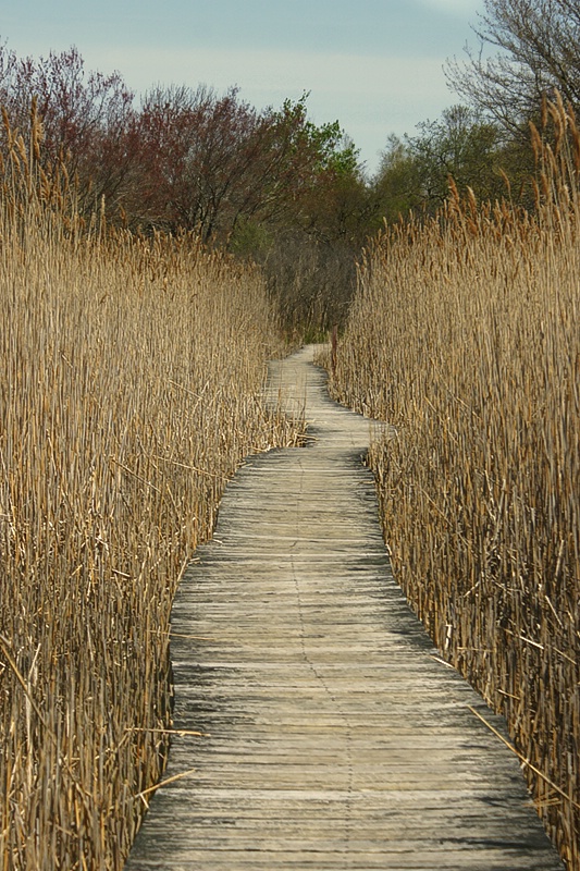 Walking the Boardwalk