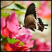 Busy Fly
