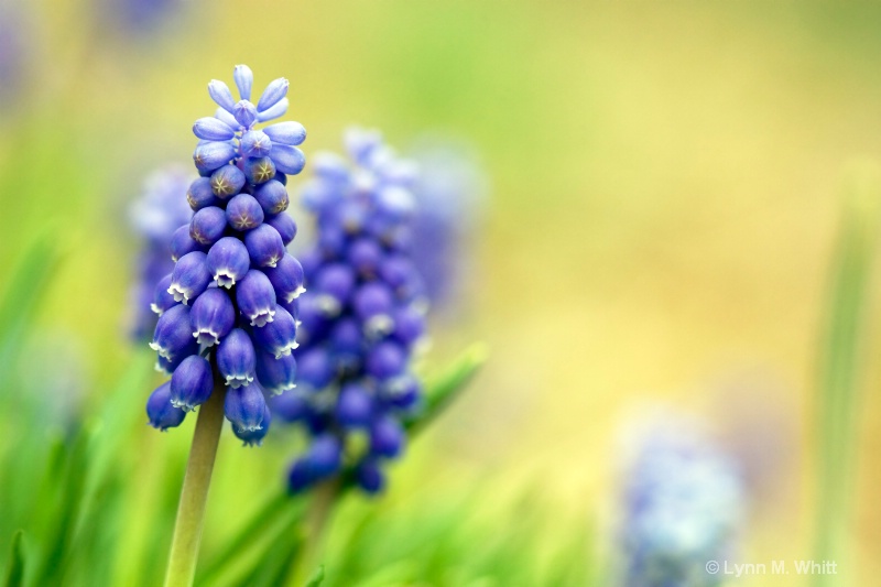 grape hyacinth