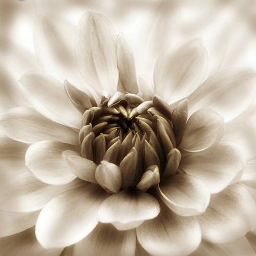 sepia dahlia 1 