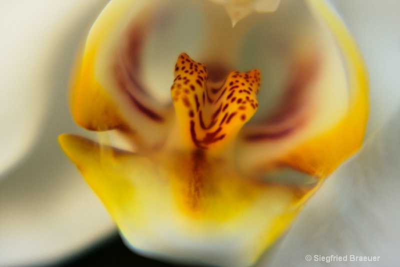 Orchid - Lensbaby