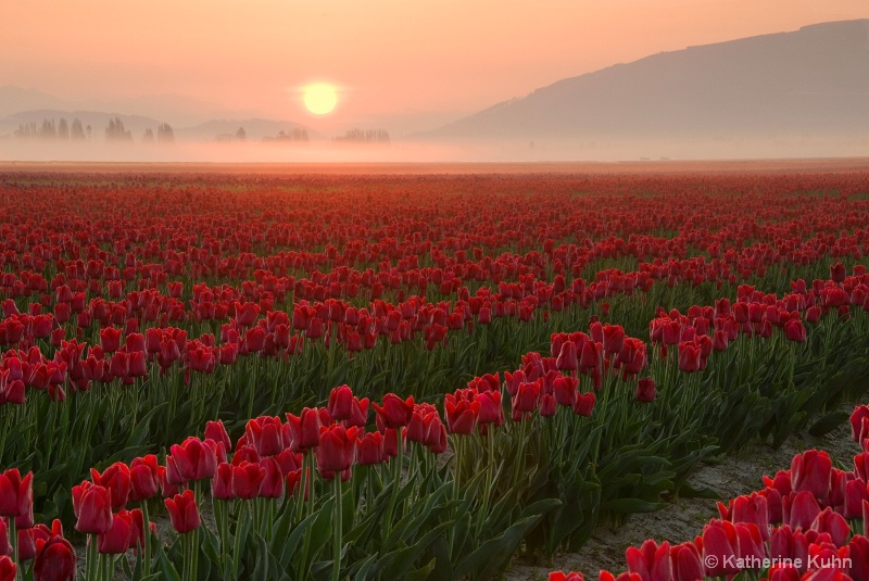 Tulip Sunrise