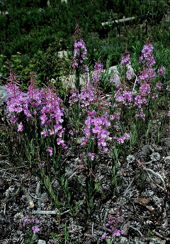 Fireweed and Pine Cones