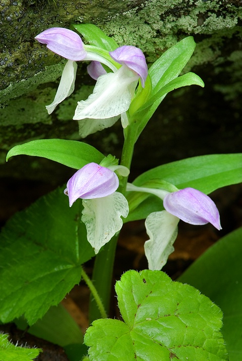 Showy Orchis  - ID: 8289405 © Donald R. Curry