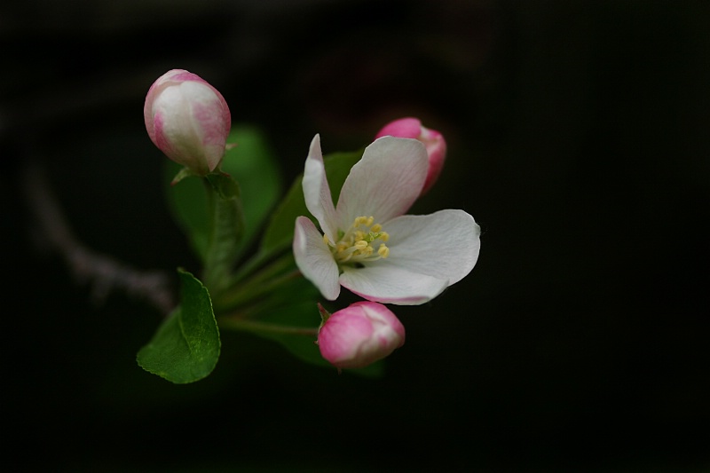 Spring's Blossoms