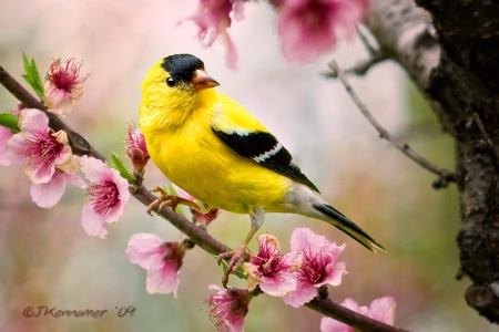 Goldfinch In a Pear Tree